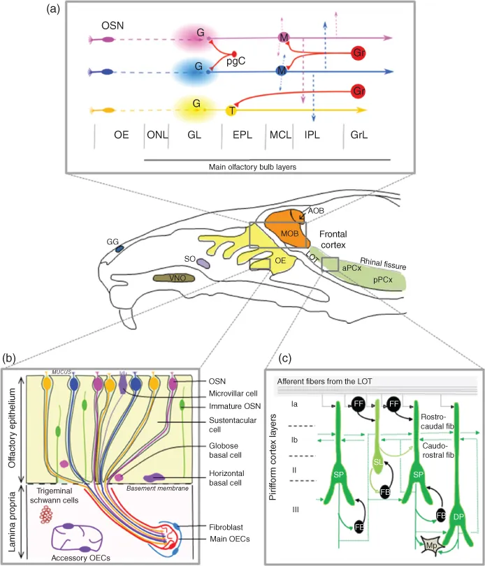 Schematic of the rodent olfactory system.