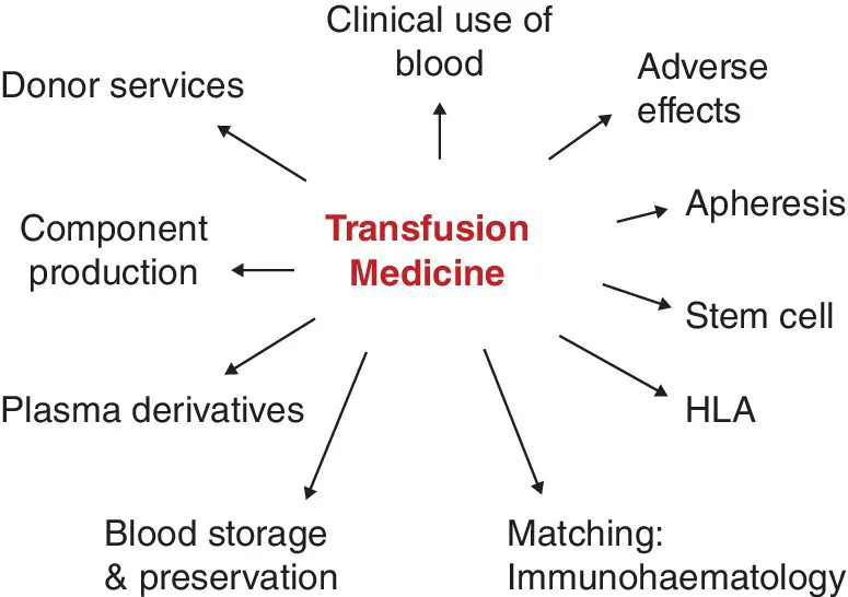 Radial diagram of the range of transfusion medicine including donor services, clinical use of blood, adverse effects, apheresis, stem cell, HLA, blood storage and preservation, plasma derivatives, etc.