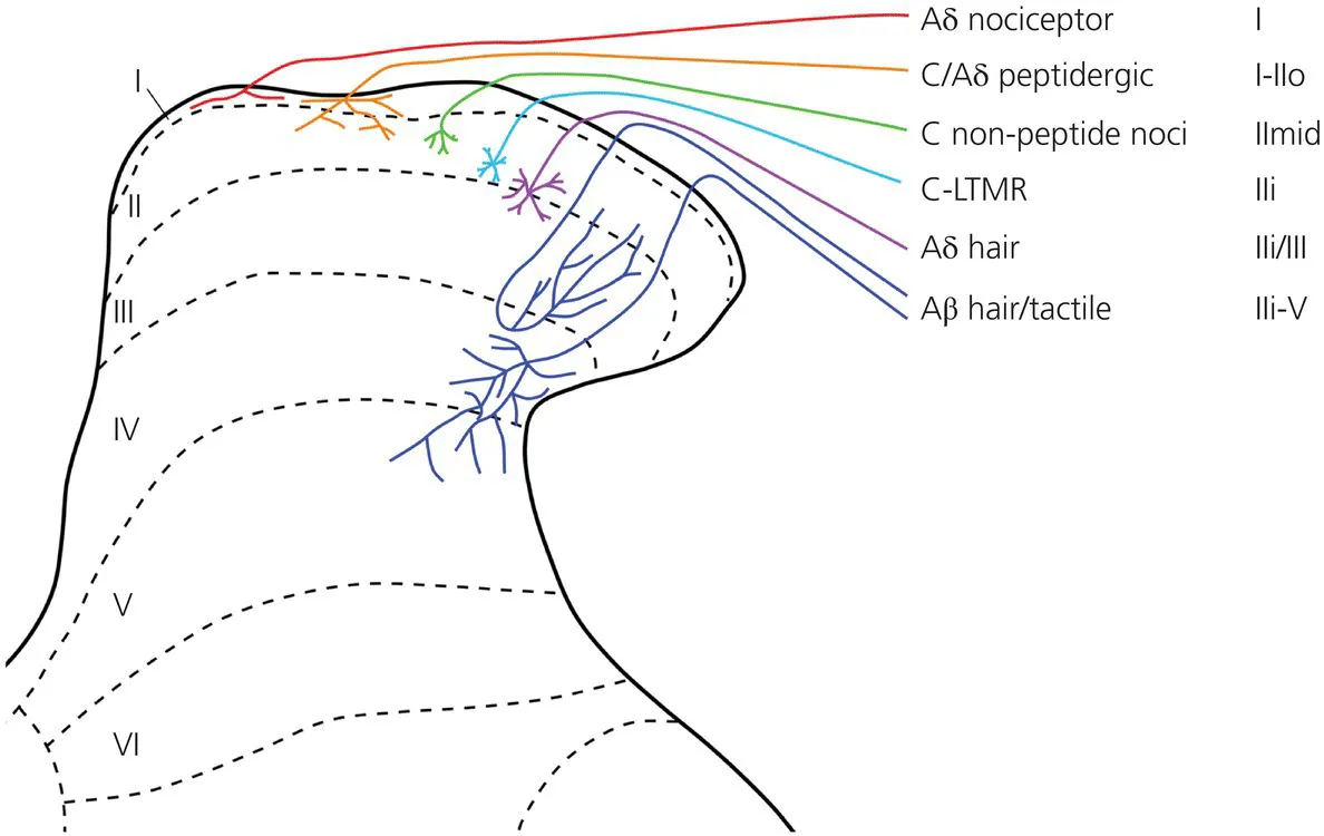 Image described by caption.