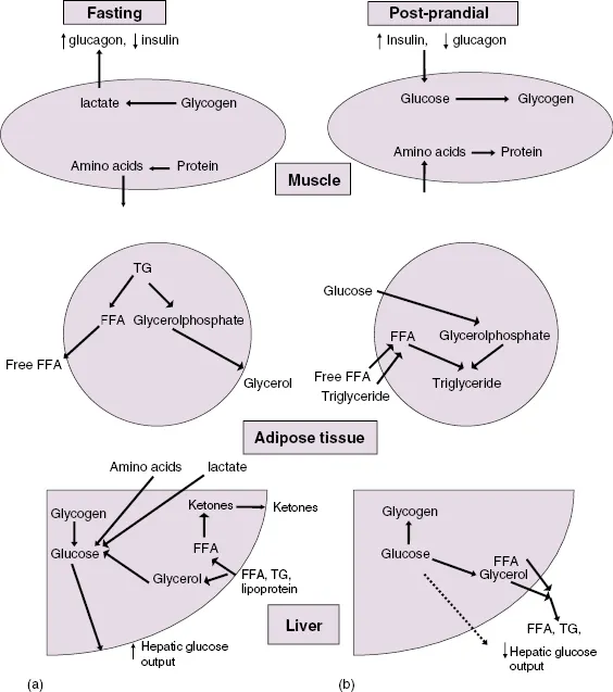 c1-fig-0001